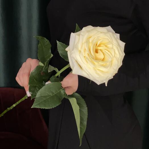 Белая ароматная роза Candlelight (Кендлайт)