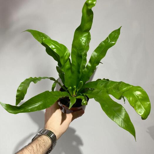 Асплениум M