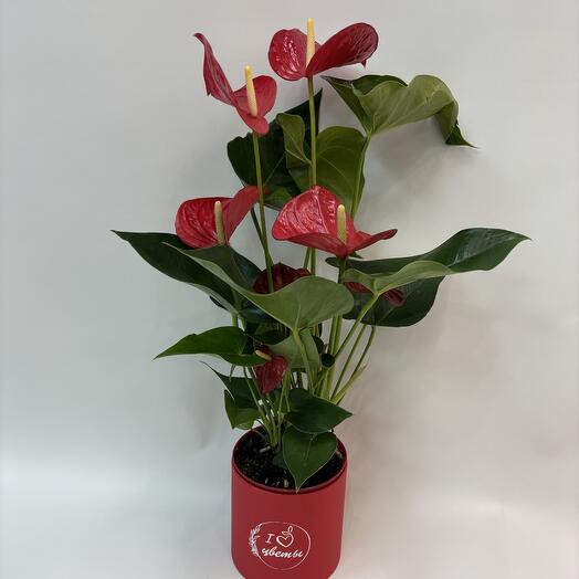 Anthurium 70cm