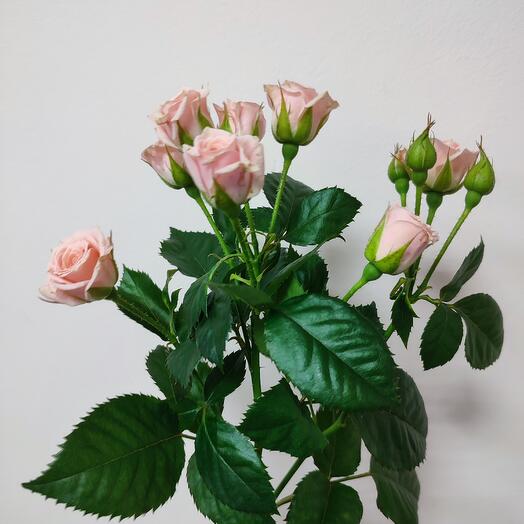 Кустовая роза п