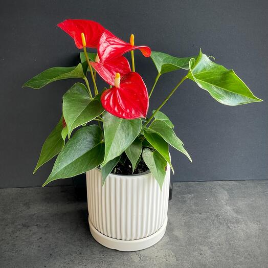 Anthurium in a pot