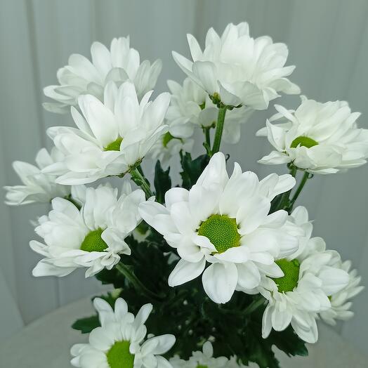 Хризантема кустовая Chic White