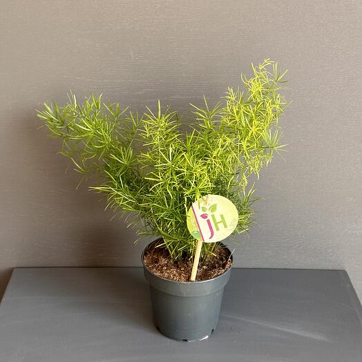 Аспарагус Шпренгера