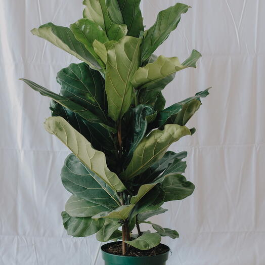 Ficus Lyrata