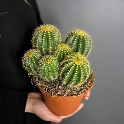 Кактусы 9шт