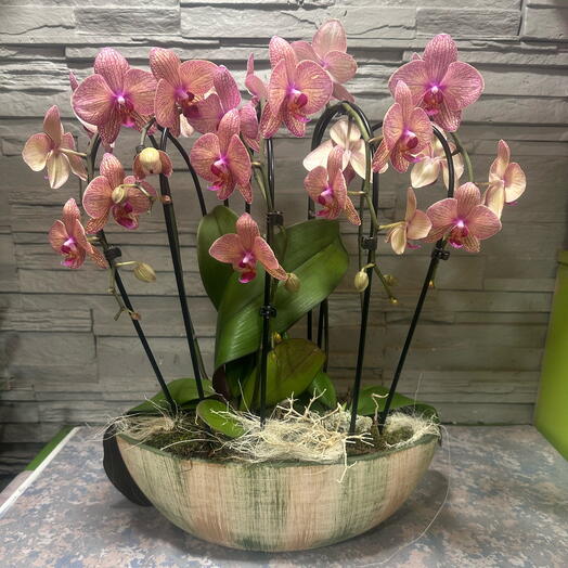 Special orchid in a ceramic pot (pink, peace)