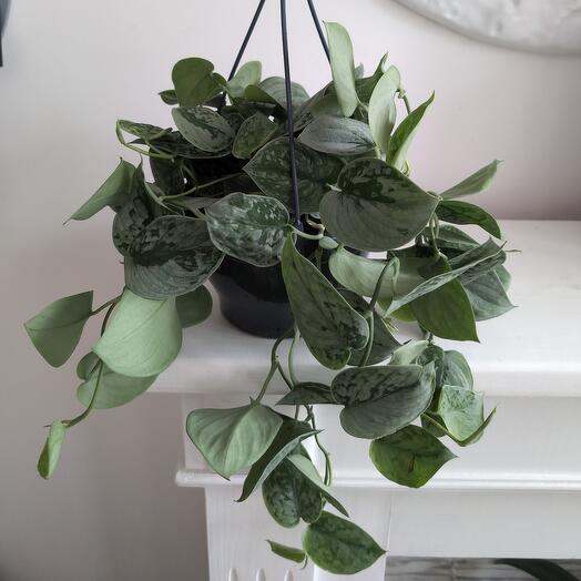 Комнатное растение Скиндапсис