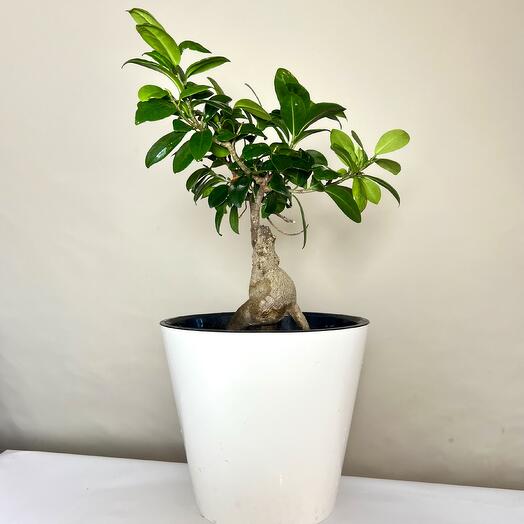 Фикус Microcarpa
