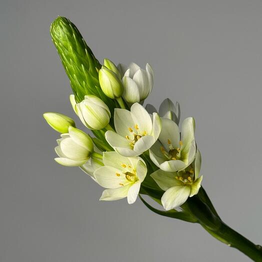 Ornithogalum"Crece"