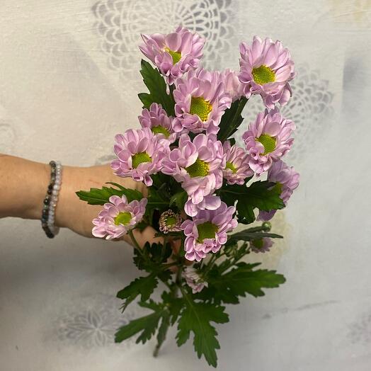 Хризантема Сантини розовая