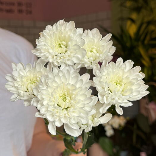 Біла маргаритка