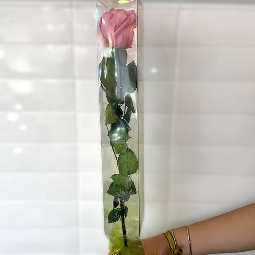 Rosa preservada rosa tallo largo