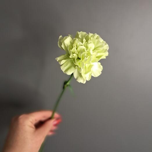 Диантус яблочный Шерида