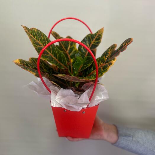 🌸Кротон в сумке