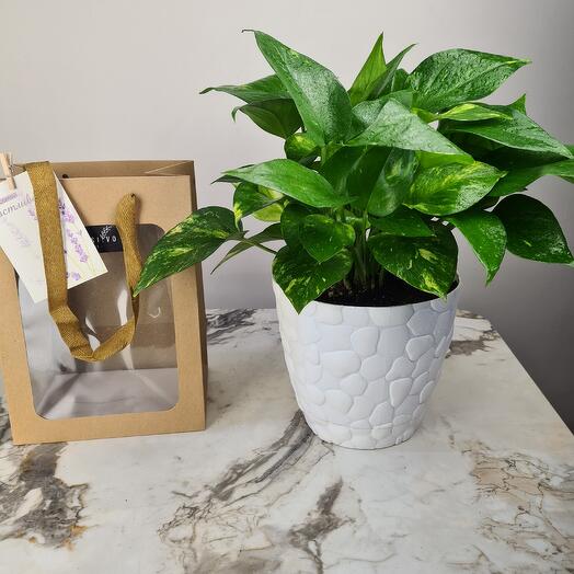 Эпипремнум