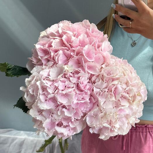 Гортензия голландская 🌸