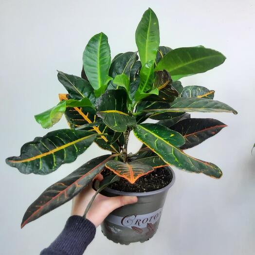 Кодиеум d=16 cm