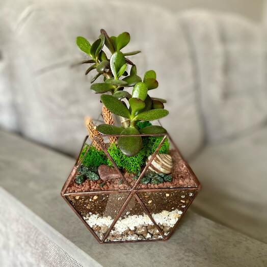 Флорариум «Сота» подарок на день рождения