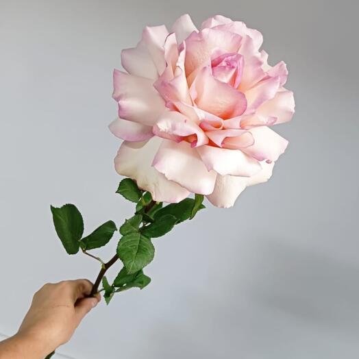 De Flowers