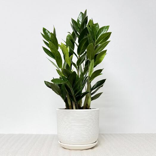 Замиокулькас в белом керамическом горшке с поддоном, высота 45-50см