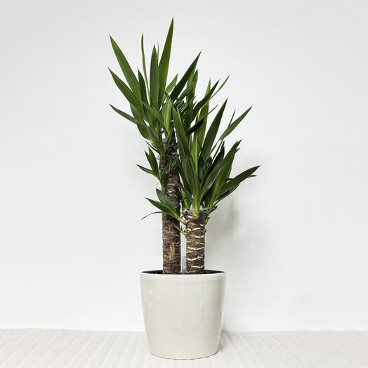 Юкка 2 ствола в кремовом кашпо с АВТОПОЛИВОМ, высота 75-80 см