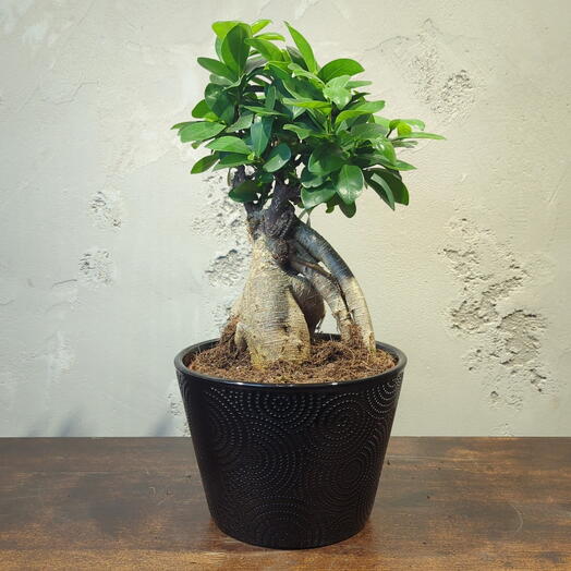 Фикус Микрокарпа в керамическом кашпо