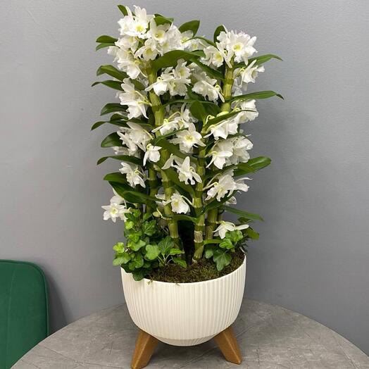 Композиция «Гармония природы» из орхидей и фиттоний