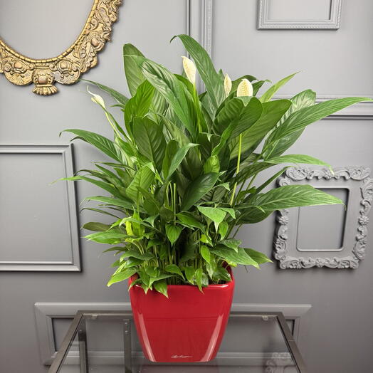 Спатифиллум женское счастье в кашпо Lechuza D21 Высота 70 см