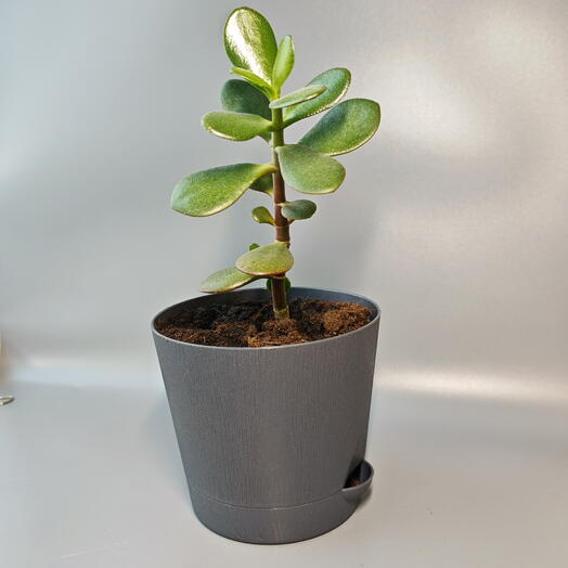 Денежное дерево - Крассула 1-3