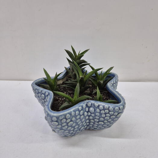 Суккулент хавортия