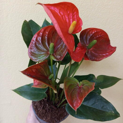 Антуриум алый