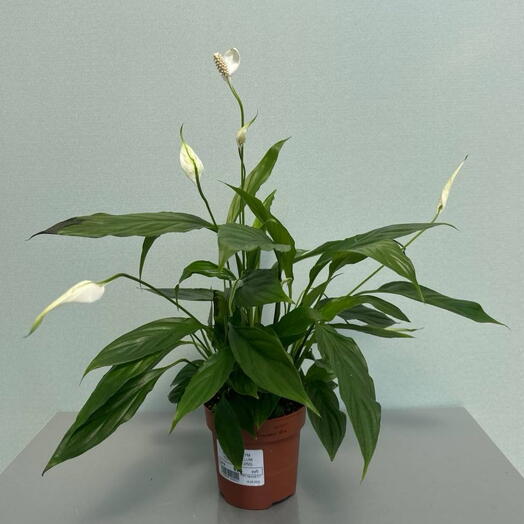 СПАТИФИЛЛУМ ( SPATHIPHYLLUM TORELLI 12/45)