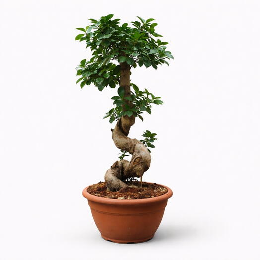 Bonsai Ficus Ginseng S-type