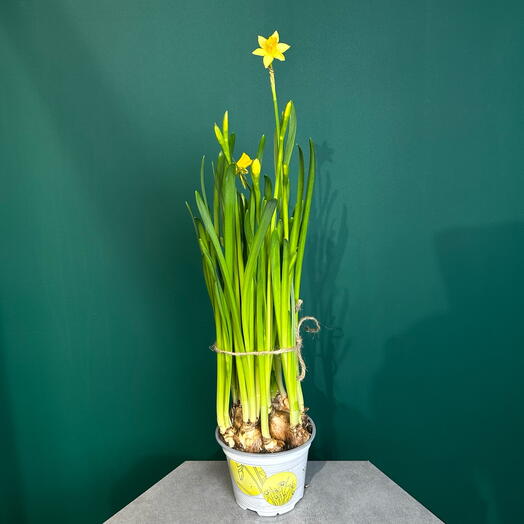 Нарциссы в луковицах цветущие