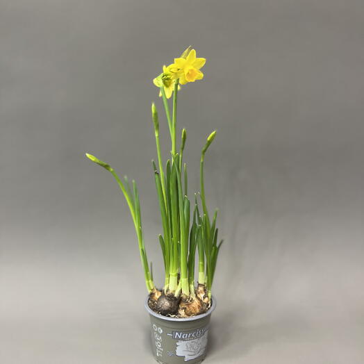 Нарцисс желтый 💛