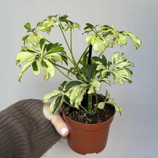 Комнатное растение - Шеффлера