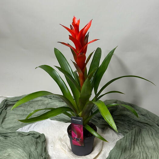 Гузмания (Гусмания) красная