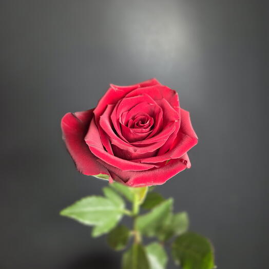 Rose Rosa Premium Ecuador 70cm Rossa rosa