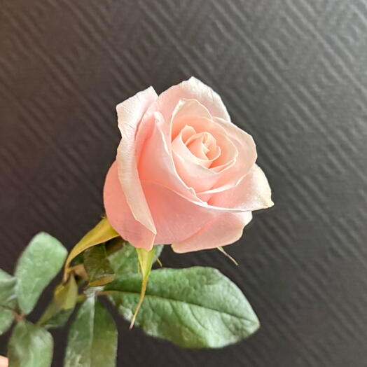 Роза персиково-розовая