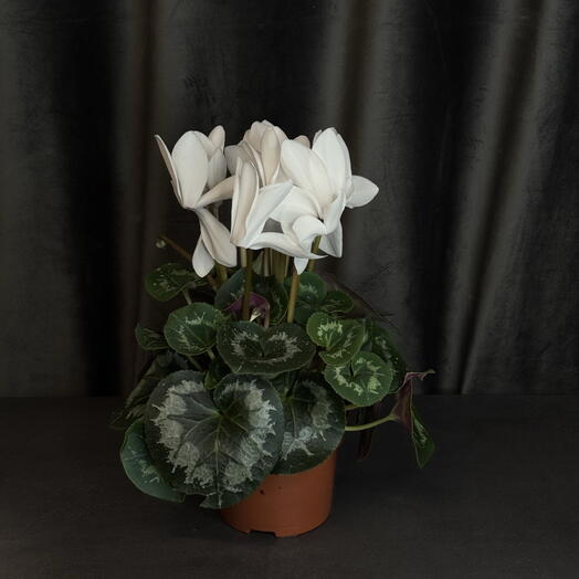 Цикламен белый