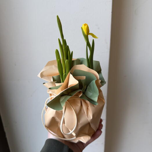 Нарциссы в горшке