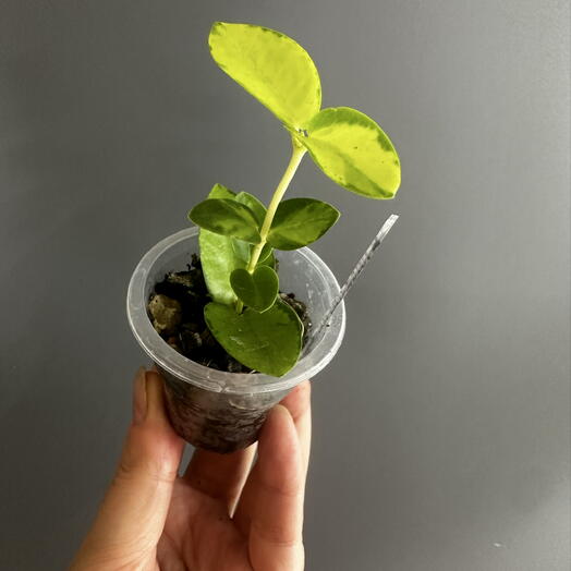 Хойя Кумингиана Альба вар Hoya Cumingiana alba