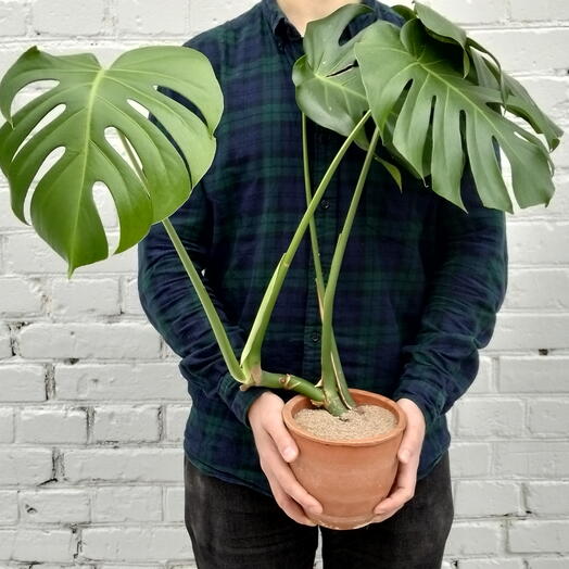 Монстера деликатесная (Monstera deliciosa)