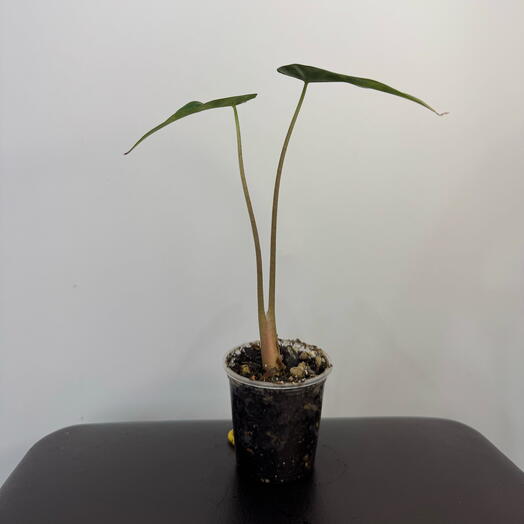 Алоказия «Бамбино» (лат. Alocasia Amazonica Bambino
