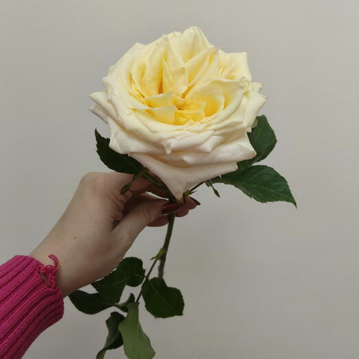 Роза Канделайт