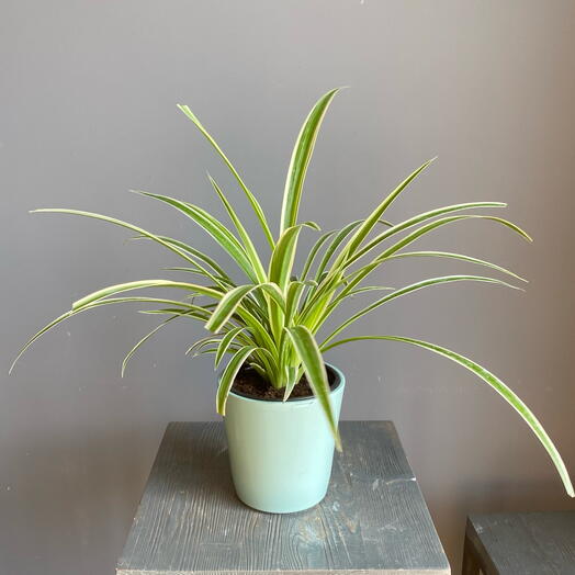 Хлорофитум в горшке