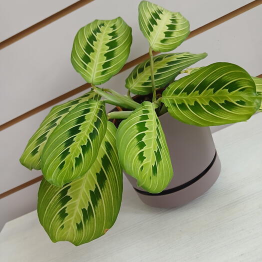 Маранта Фасцинатор Лемон Лайм, 20 см