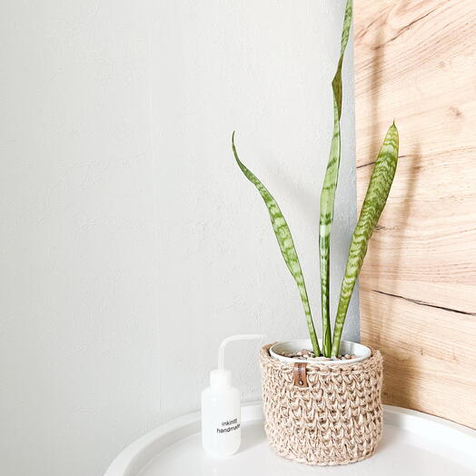 Сансиеверия "Щучий хвост" в кашпо ручной работы