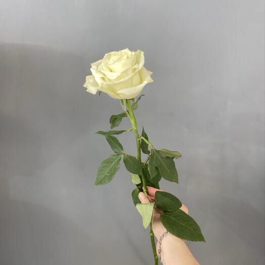 Роза белая