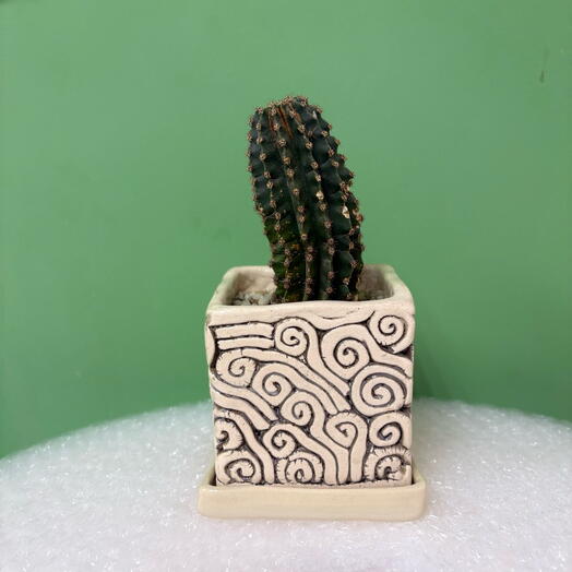 Кактус, Эхинопсис (Echinopsis) в керамическом горшке, 9х11 см